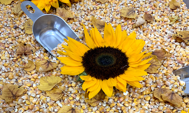 Vorteile der Kita Ottensen Baki